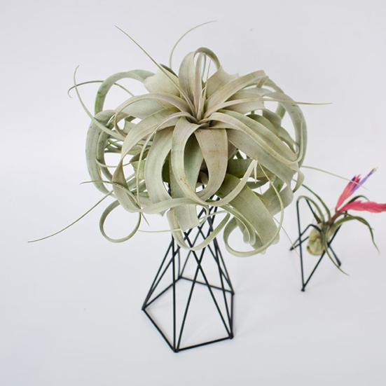 Plant Stand Wire Geometric for Tabletop | Modern Riser